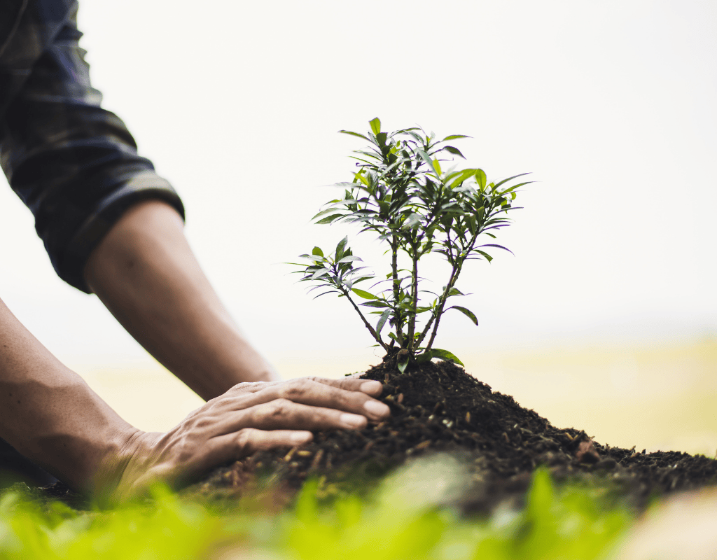 All Natural Landscaping Dover NH plantings maintenance scene
